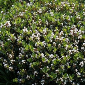 Rhaphiolepis i. Fergusonii, Indian Hawthorn -