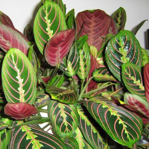 Maranta tricolour, Prayer Plant (house plant)