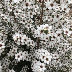 Leptospermum Karekare, Manuka - 2Ltr