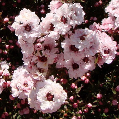 Leptospermum Blossom, Manuka - Pb5 (20/30) - Image 2