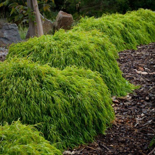 Acacia Fettuccini – 3Ltr