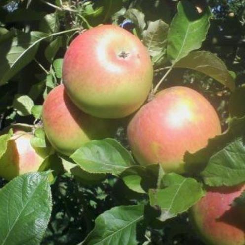 Apple Ballarat - Pb12 - Image 2