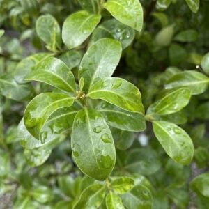 Pittosporum Mountain Green - 4Ltr