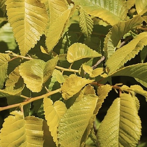 Ulmus Louis Van Houtte, Golden Elm - Image 2