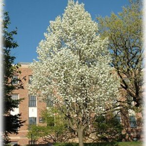 Pyrus ussuriensis, Manchurian Pear  - Pb28