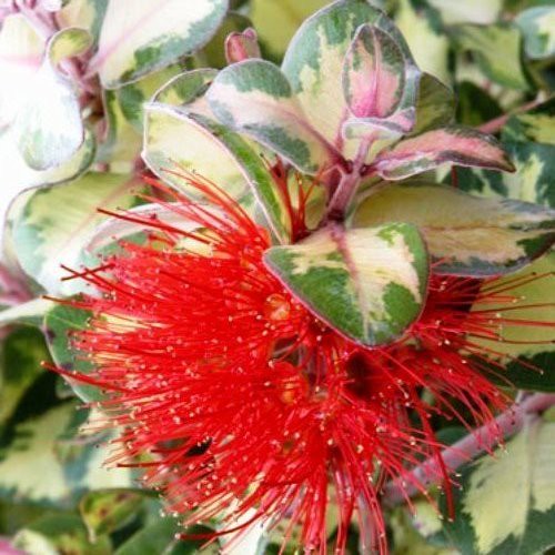 Metrosideros kermadecensis Red and Gold, Pohutukawa - Pb6.5