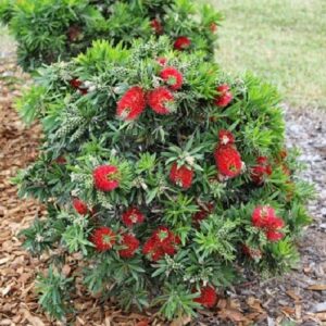 Callistemon Green John - 3.5Ltr/4Ltr