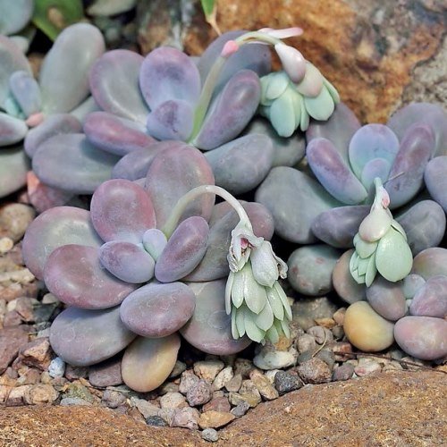 Pachyphytum oviferum - 2ltr (10/12) - Image 2