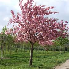 Prunus Kanzan 1.7M - Pb28