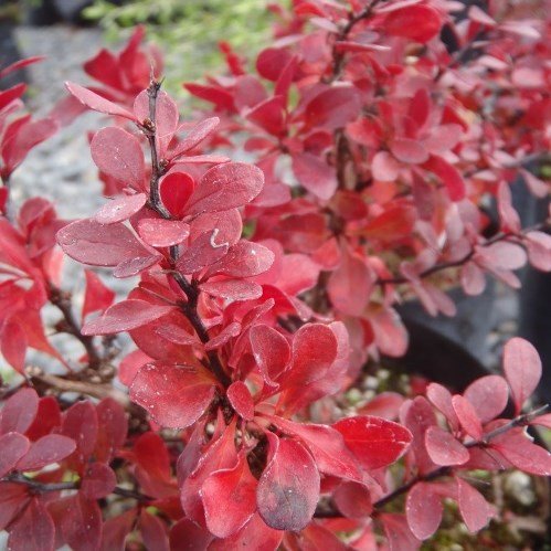 Berberis th. Little Favourite - Pb5 (20/30) - Image 2