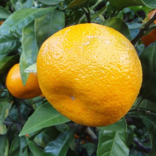 Mandarin Kawano - Pb10 - Image 2