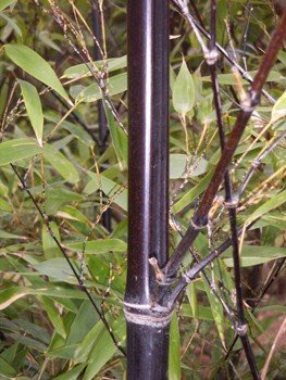 Phyllostachys nigra, Bamboo - Pb18 / Pb28