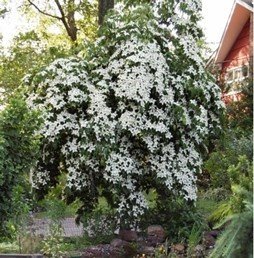 Cornus kousa Elizabeth Lustgarten - Pb18