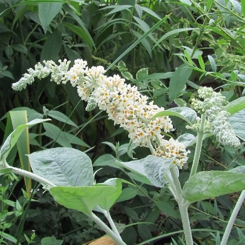 Buddleia f. Alba, Butterfly Bush - 3Ltr - Image 2