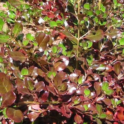 Coprosma Plum Hussey - Pb5/3Ltr - Image 2