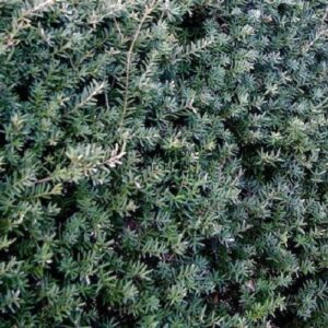 Podocarpus Matapouri Blue - 4Ltr