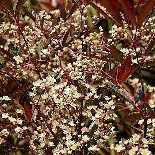 Ceratopetalum g. Rubies n Lace - pb6.5 (30/40) - Image 2