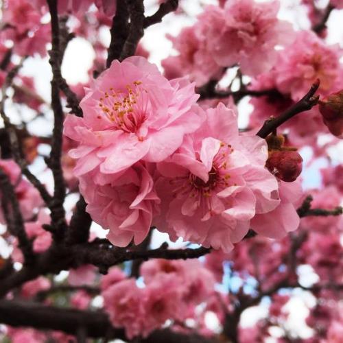 Prunus blireana, Purple-Leafed Plum - Pb18/Pb40 (150/250) - Image 2