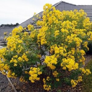 Cassia John Ball, Buttercup Tree - Pot