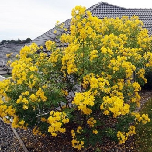Cassia John Ball, Buttercup Tree - Pot