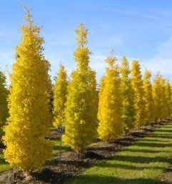 Gingko Fastigiata, Upright Maidenhair - Pb28