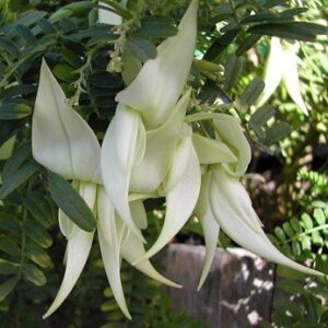Clianthus puniceus White Heron - 2Ltr