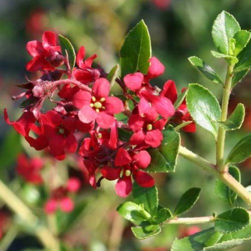 Escallonia Red Dream - Pb3/Pb6.5s - Image 2