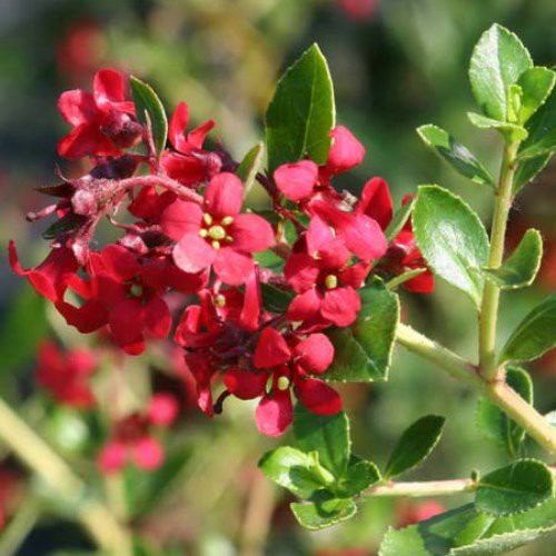 Escallonia Red Dream - Pb3/Pb6.5s