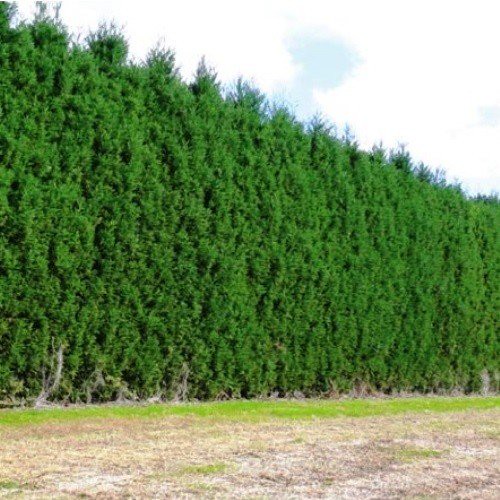 Cryptomeria Egmont, Japanese Cedar - 2.5Ltr/5Ltr