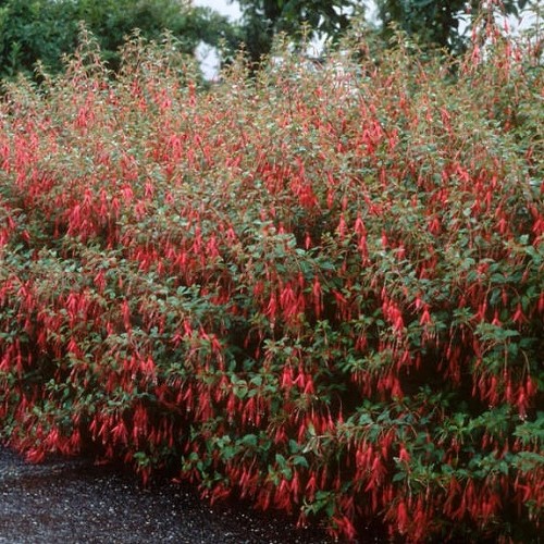 Fuchsia magellanica