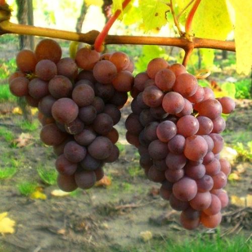 Grape Pinot Gris - Pb6.5 - Image 2
