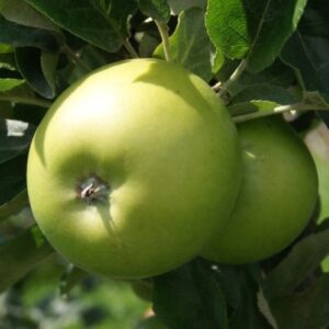 Apple Quadruple BB/GS/PR/RG - Espalier 35Ltr