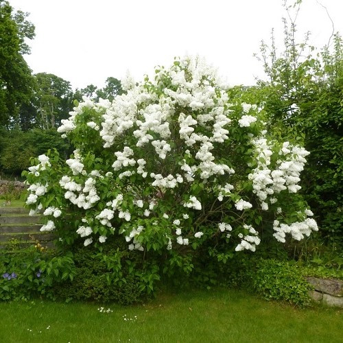 Syringa vulgaris Alba - Pb12/Pb18