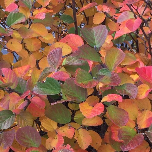 Fothergilla major - pb6.5 (25/50) - Image 2