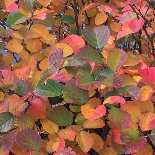 Fothergilla major - pb6.5 (25/50)