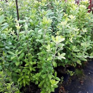 Pittosporum ralphii, Ralph's Karo - Pb6.5 (100/120)