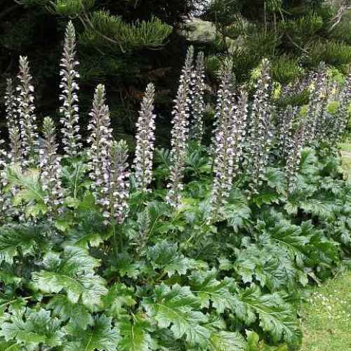 Acanthus mollis, Bear's Breeches - Pb12 - Image 2