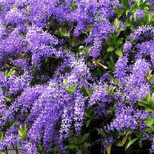 Petrea volubilis, Purple Wreath - 3.3Ltr - Image 2