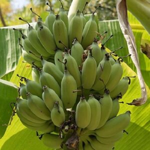Banana Lady Finger