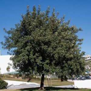 Ceratonia siliqua, Carob Tree - Pb6.5