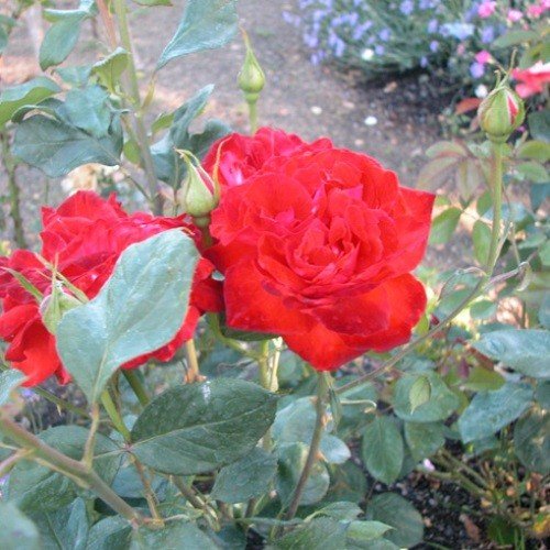 Rose Camara (bush, hyb. tea) - Image 2