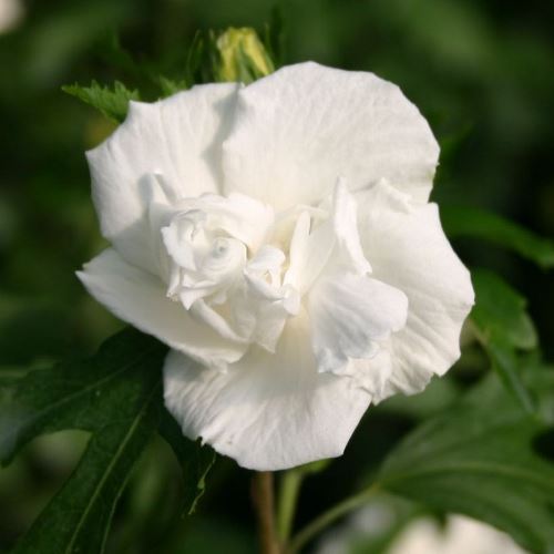 Hibiscus Jeanne D'arc - Pb6.5 (50/70) - Image 2