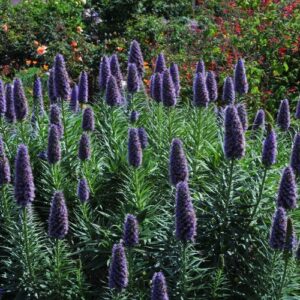 Echium fastuosum, Pride of Madeira - Pb5/2Ltr