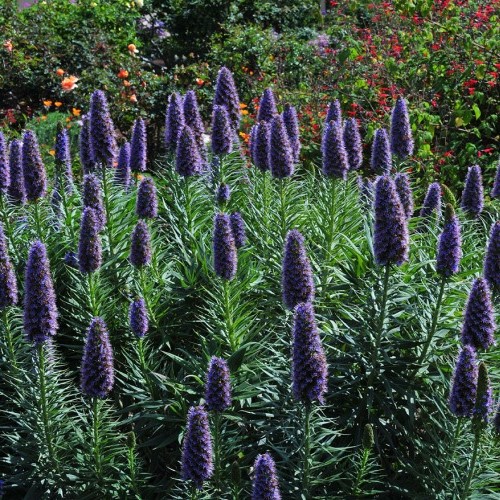 Echium fastuosum, Pride of Madeira - Pb5/2Ltr