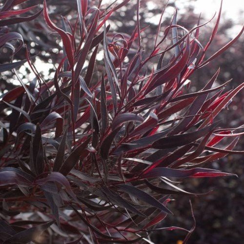 Agonis flexuosa After Dark - Pb5