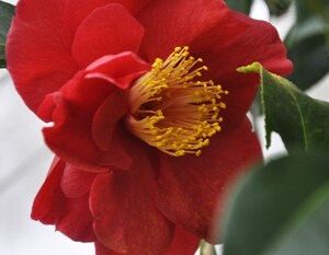 Camellia Flame, topiary standard - Pb12