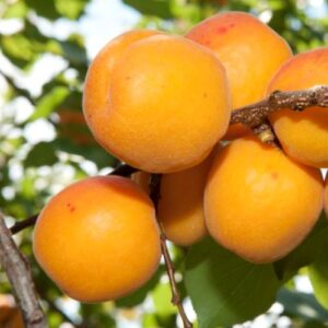 Apricot Double Sundrop/ Trevatt