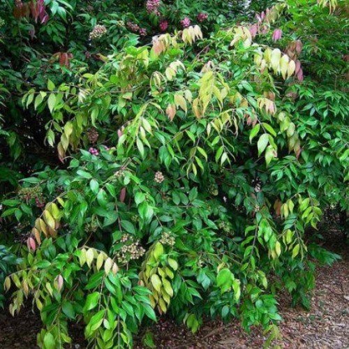 Waterhousia floribunda, Lilly Pilly - Pb6.5