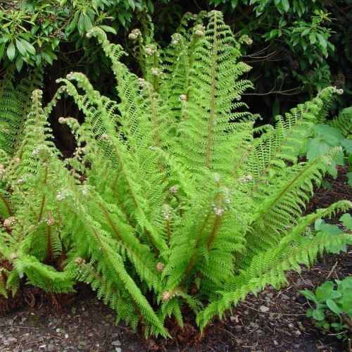 Polystichum proliferum - 2ltr (20/25) - Image 2