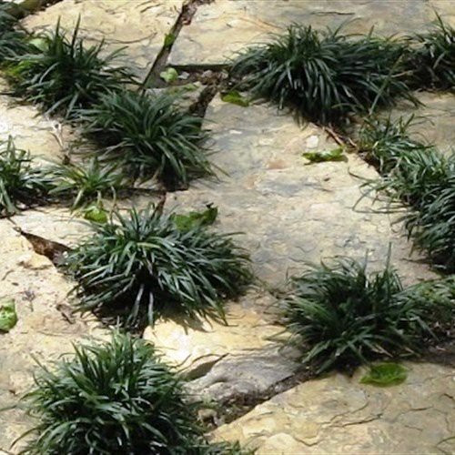 Ophiopogon j. Kyoto Dwarf, Dwarf Turf Lily - 1.5Ltr